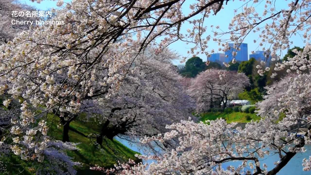 Tokyo Japan Cherry Blossoms In Tokyo 東京の千鳥ヶ淵の桜 Sakura 日本の桜 東京観光 花の名所案内 花見 Tesori D Italia Magazine Tesorimagazine